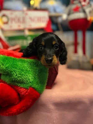 Les chiots de Teckel poil long