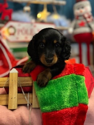 Les chiots de Teckel poil long