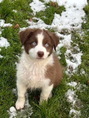 Les chiots de Berger Australien
