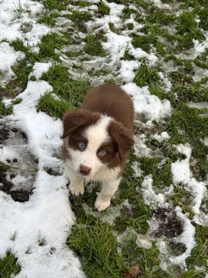 Les chiots de Berger Australien