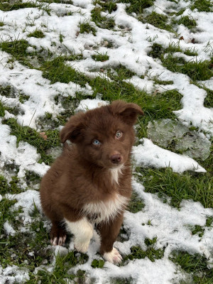 Les chiots de Berger Australien
