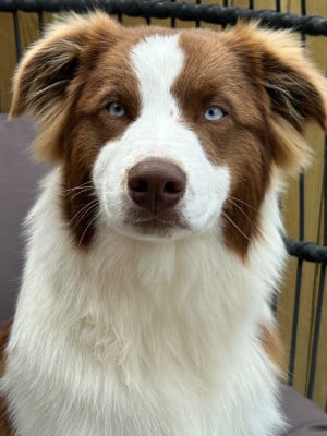 Les chiots de Berger Australien