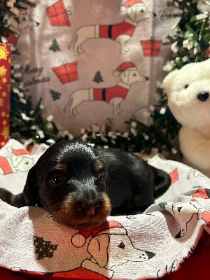 Les chiots de Teckel poil long