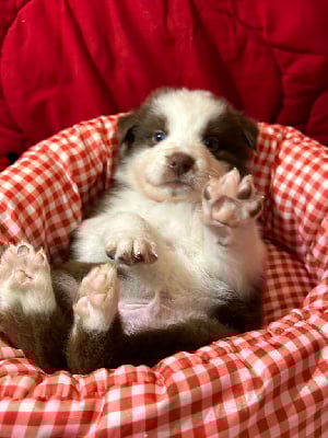 Les chiots de Berger Australien
