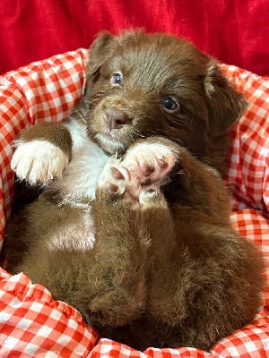 Les chiots de Berger Australien