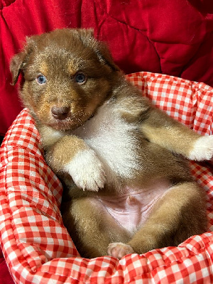 Les chiots de Berger Australien