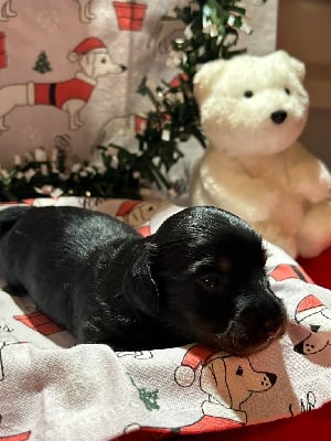 Les chiots de Teckel poil long