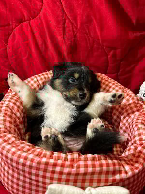 Les chiots de Berger Australien