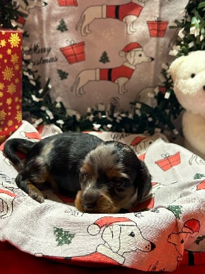 Les chiots de Teckel poil long