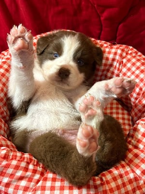 Les chiots de Berger Australien