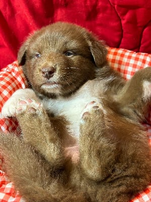 Les chiots de Berger Australien