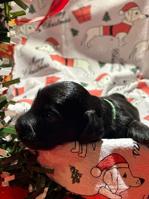 Les chiots de Teckel poil long