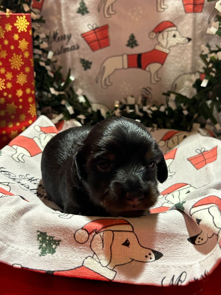 CHIOT 1 A...... DES GARDIENS D AMETHYSTES