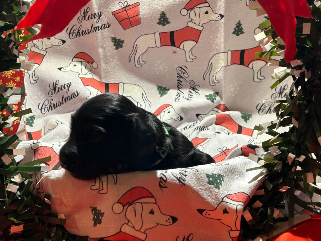 CHIOT 3 A ....... DES GARDIENS D AMETHYSTES