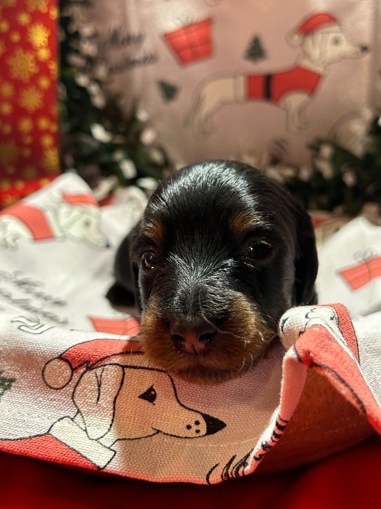 CHIOT 2 A......... DES GARDIENS D AMETHYSTES