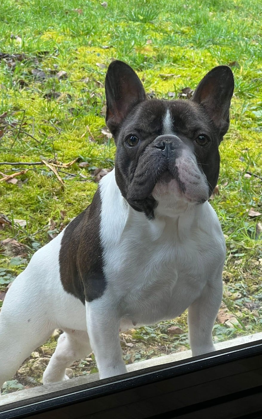 Publication : The Kingdom Of The Little Red Kings