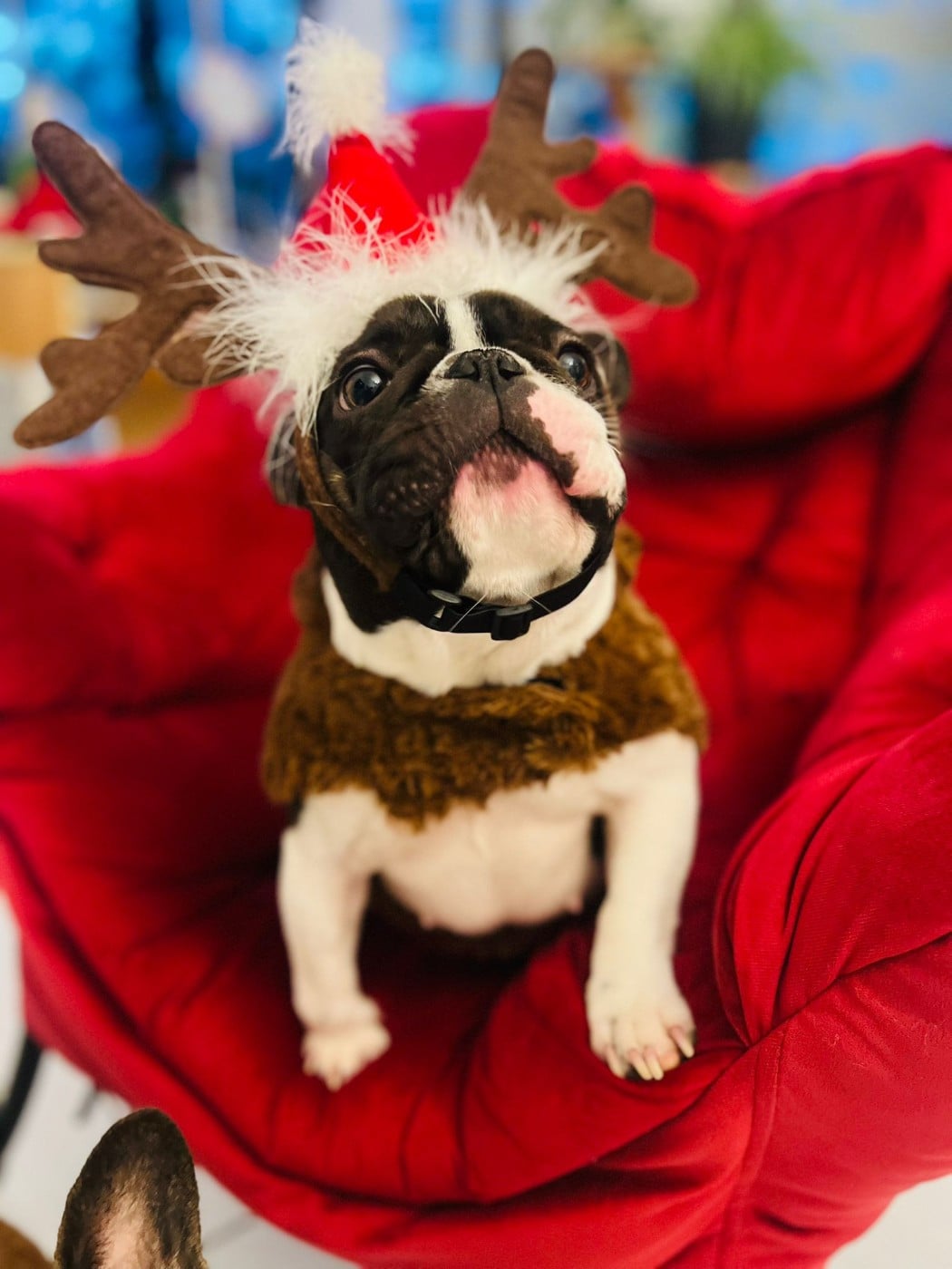 Publication : The Kingdom Of The Little Red Kings