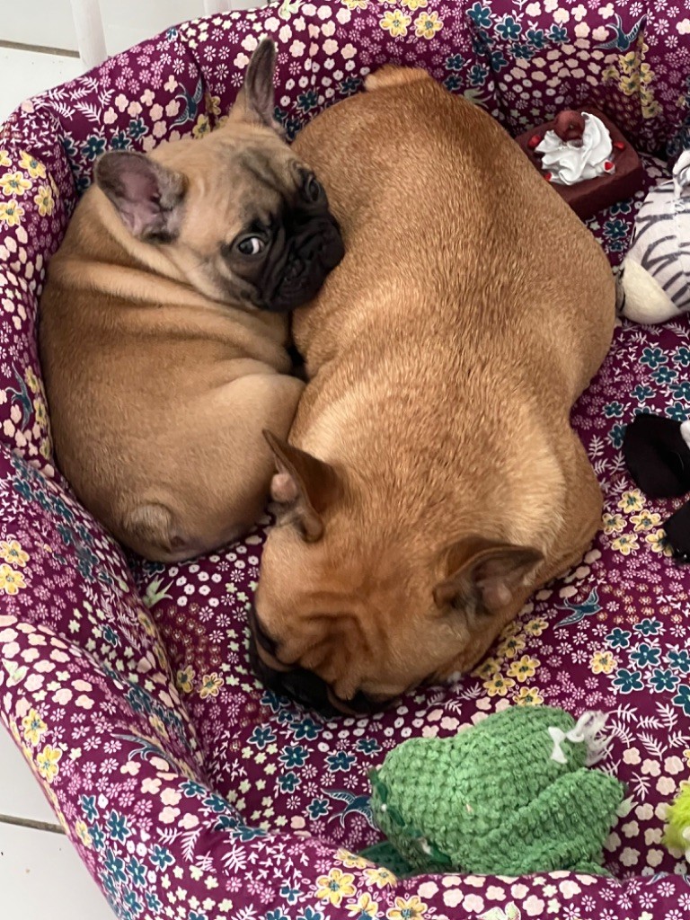 Publication : The Kingdom Of The Little Red Kings