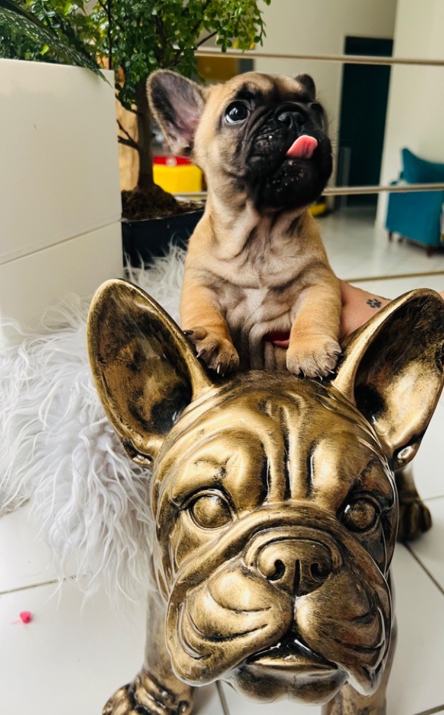 Publication : The Kingdom Of The Little Red Kings