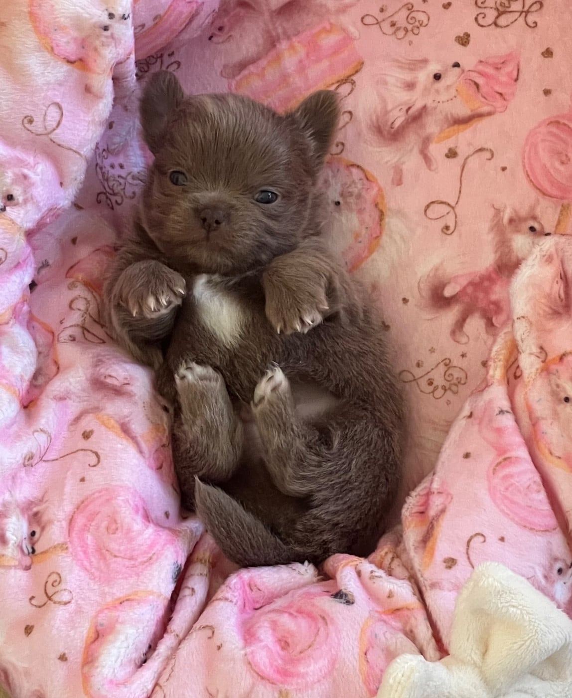 Chihuahua - The Kingdom Of The Little Red Kings