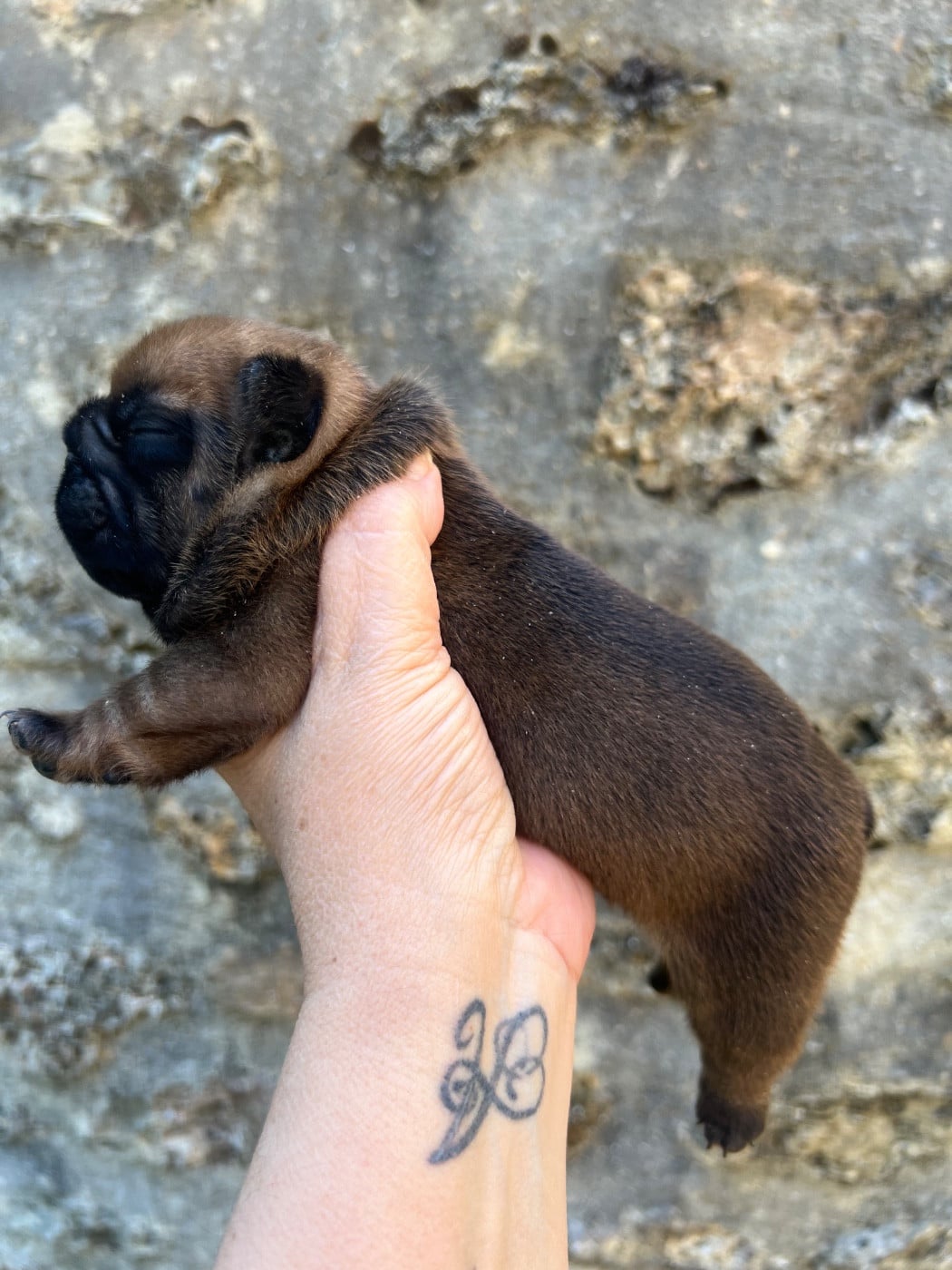 Bouledogue français - The Kingdom Of The Little Red Kings