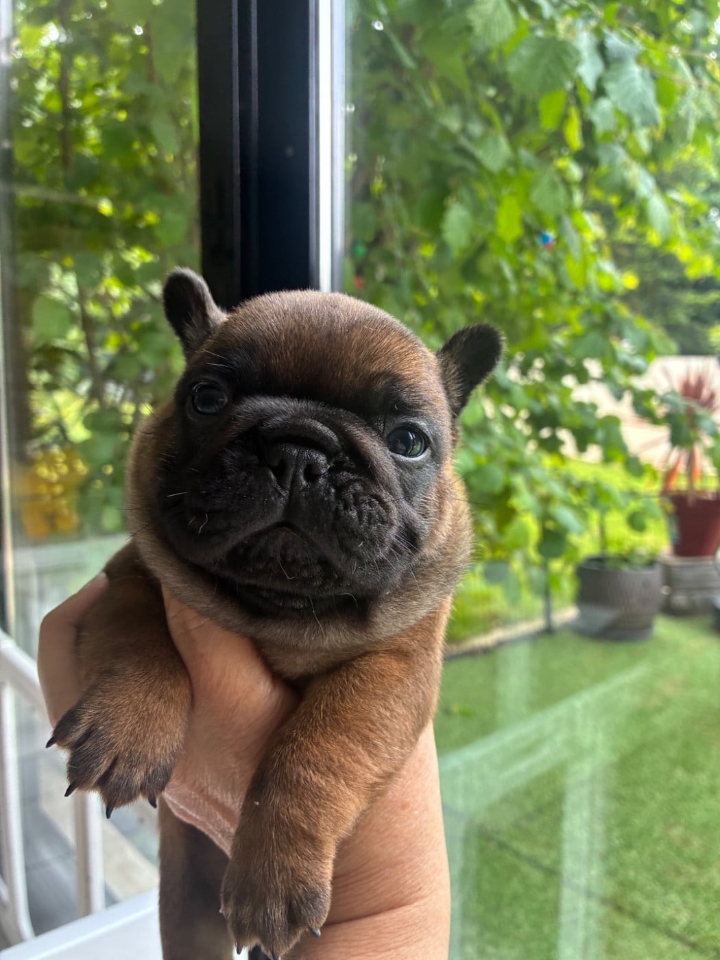 Bouledogue français - The Kingdom Of The Little Red Kings