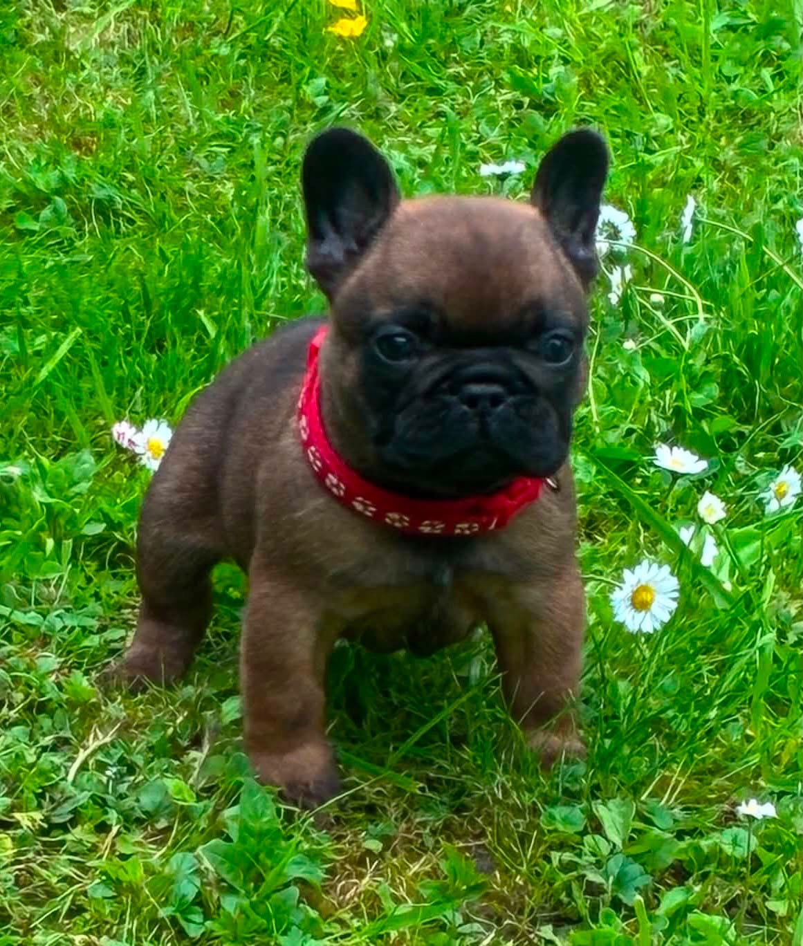 Bouledogue français - The Kingdom Of The Little Red Kings