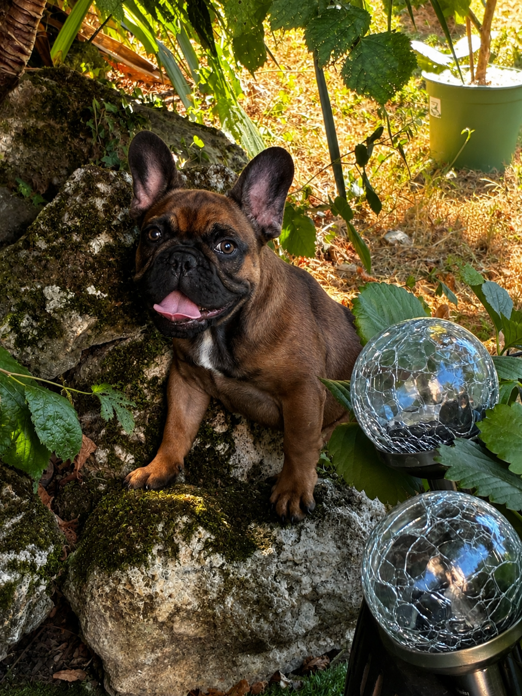 Bouledogue français - The Kingdom Of The Little Red Kings