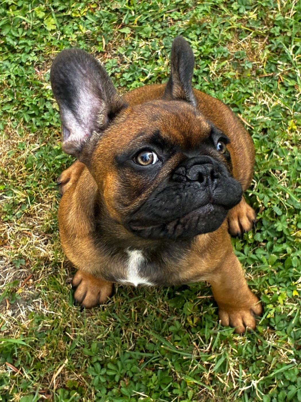 Bouledogue français - The Kingdom Of The Little Red Kings