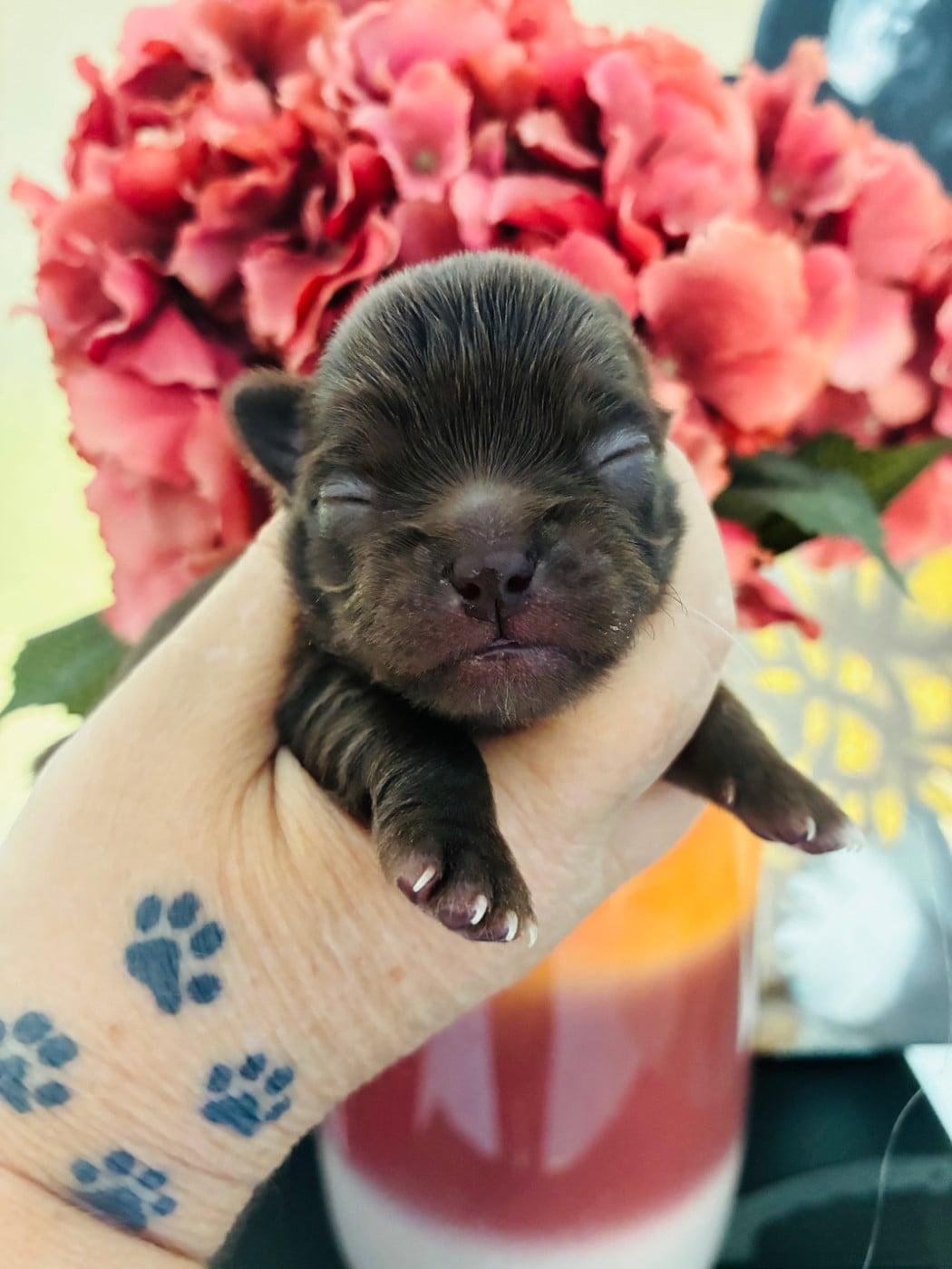 Chihuahua - The Kingdom Of The Little Red Kings