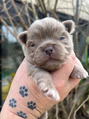 Les chiots de Chihuahua