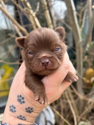 Les chiots de Chihuahua
