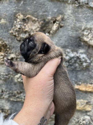 Bouledogue français