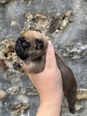 Brienne - Bouledogue français