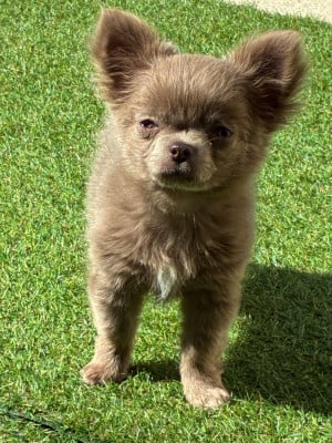 Les chiots de Chihuahua