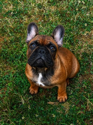 Les chiots de Bouledogue français