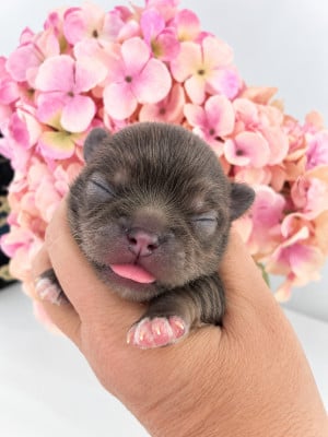 Chihuahua
