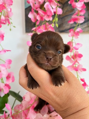Les chiots de Chihuahua