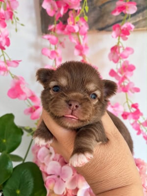 Les chiots de Chihuahua