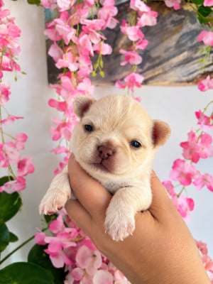 Les chiots de Chihuahua