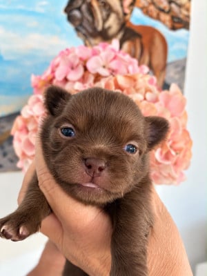 Les chiots de Chihuahua