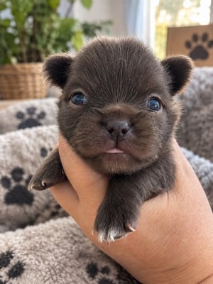 Les chiots de Chihuahua