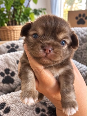 Les chiots de Chihuahua