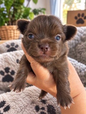 Les chiots de Chihuahua