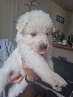 Les chiots de Berger Blanc Suisse