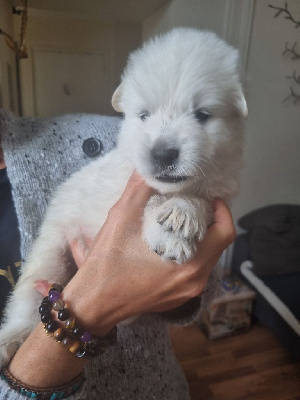 Les chiots de Berger Blanc Suisse