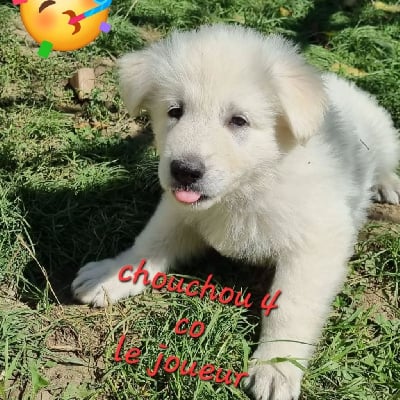 Les chiots de Berger Blanc Suisse