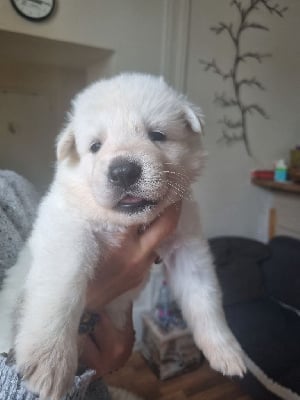 Les chiots de Berger Blanc Suisse