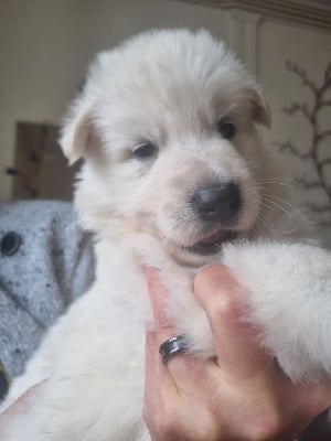 Les chiots de Berger Blanc Suisse