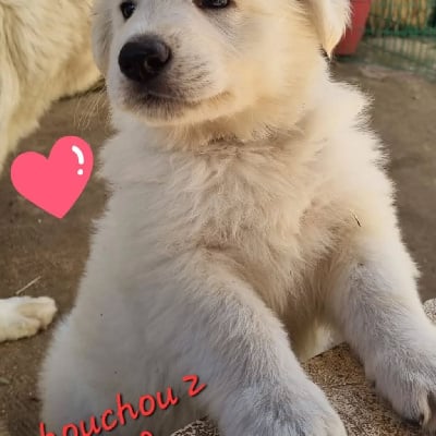 Les chiots de Berger Blanc Suisse